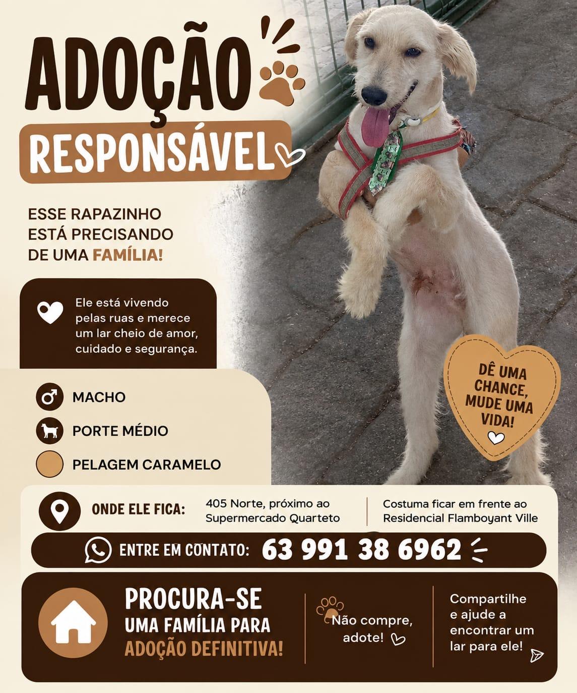 Cão de porte médio procura uma família para adoção definitiva em Palmas