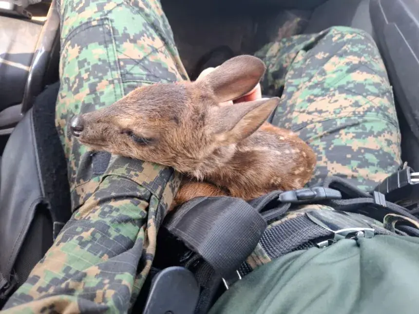 Ferido e sem conseguir ficar em pé, filhote de veado é resgatado na zona rural de Palmas