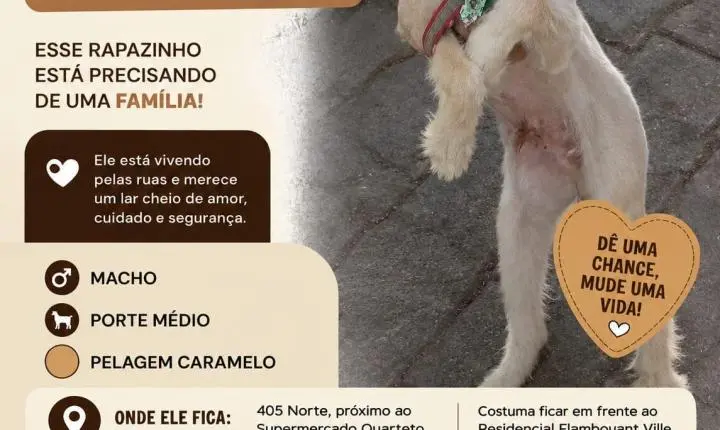 Cão de porte médio procura uma família para adoção definitiva em Palmas